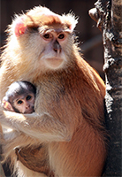 Patas Monkeys-Pebbles and Lok200i.jpg